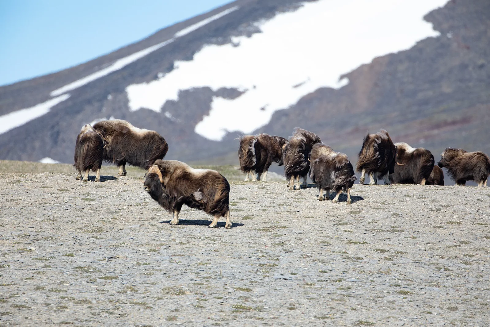 Several shaggy muskoxen standing together on a rocky tundra slope.