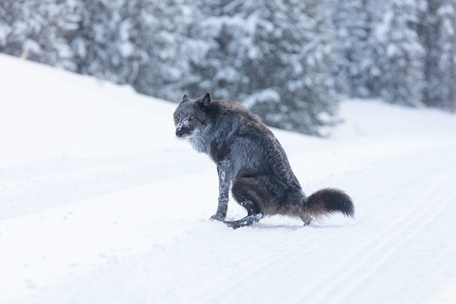 A dark gray wolf standing with one hind leg raised on a snow-covered road.