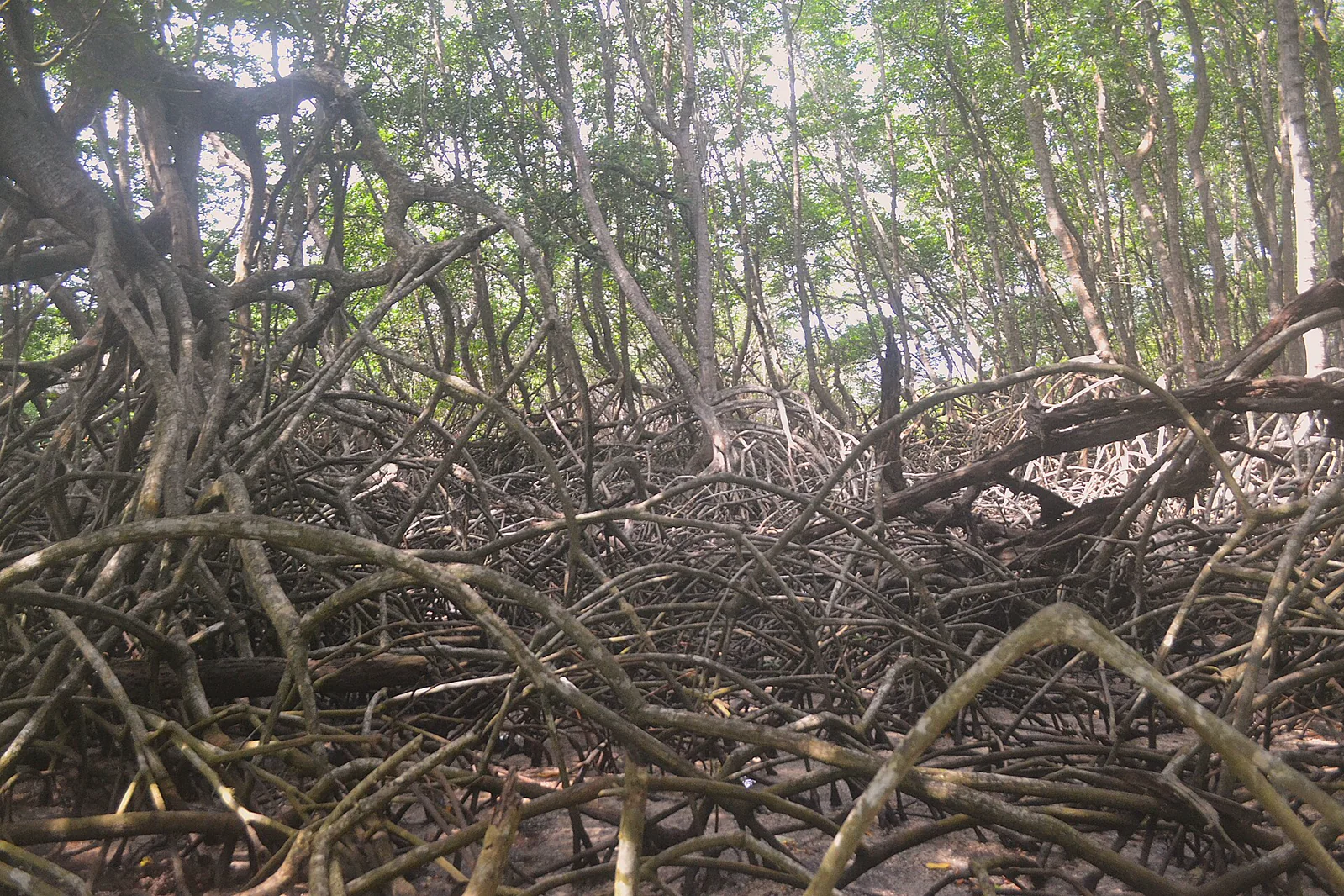 A dense tangle of arching mangrove prop roots standing in shallow coastal water.