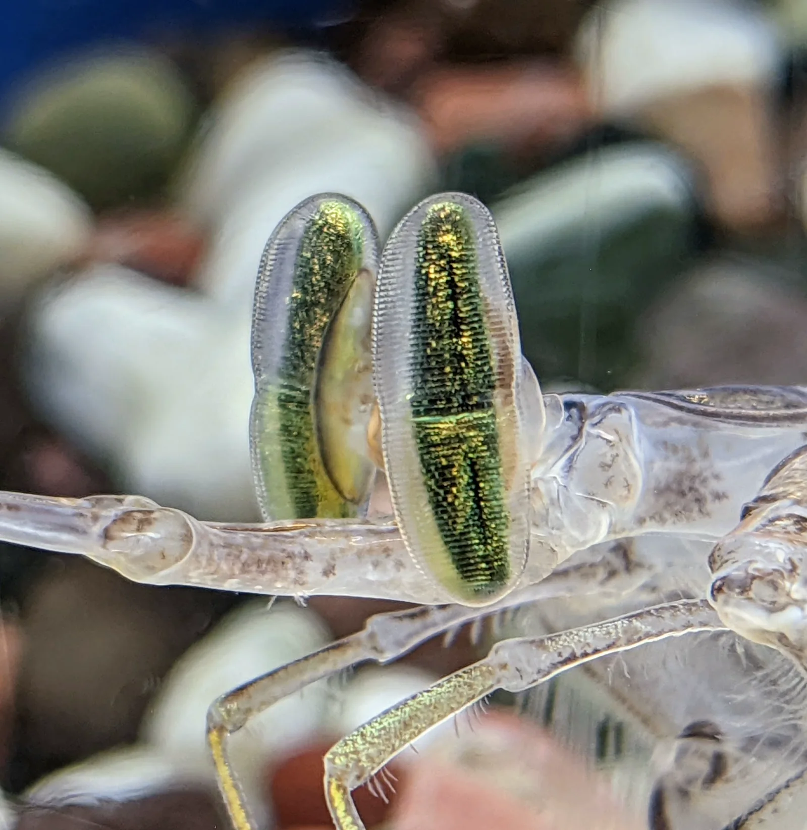 Close view of a mantis shrimp's two stalked compound eyes, each crossed by a dark midband.