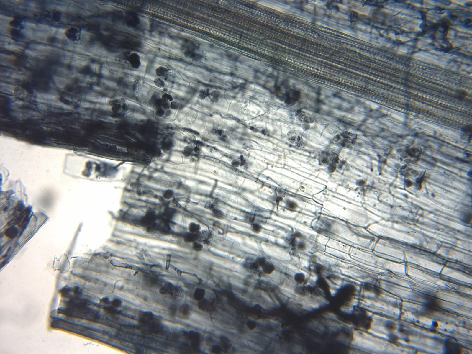 Microscope view of flax root cortical cells containing paired branching mycorrhizal arbuscules.
