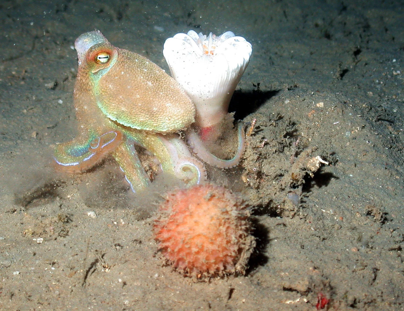 A patterned octopus resting on a reef with mottled orange, cream, and dark brown skin.