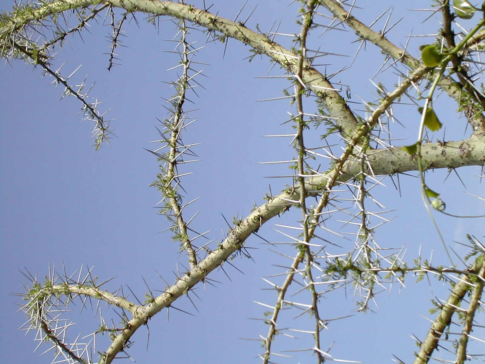 Long paired thorns projecting from the branches of a fever tree in Kenya.
