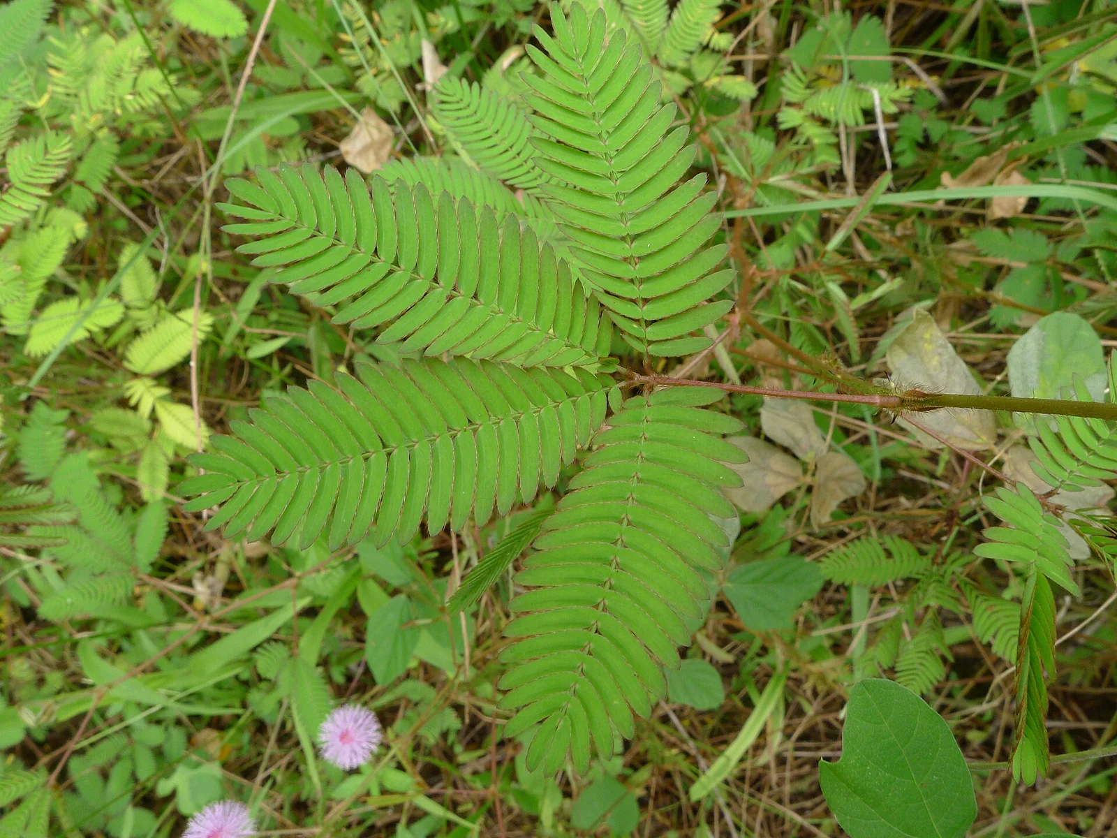 Sensitive plant leaves partly folded after the branch was touched on Christmas Island.