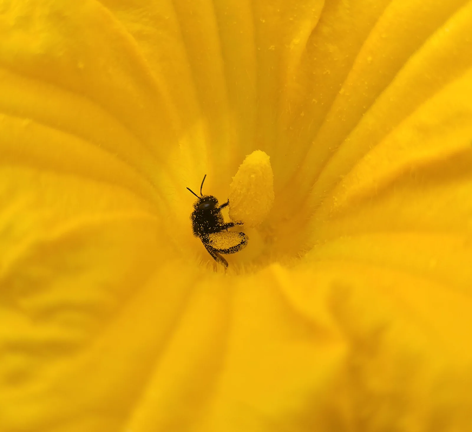 A bee dusted with yellow pollen while visiting the center of a squash flower.