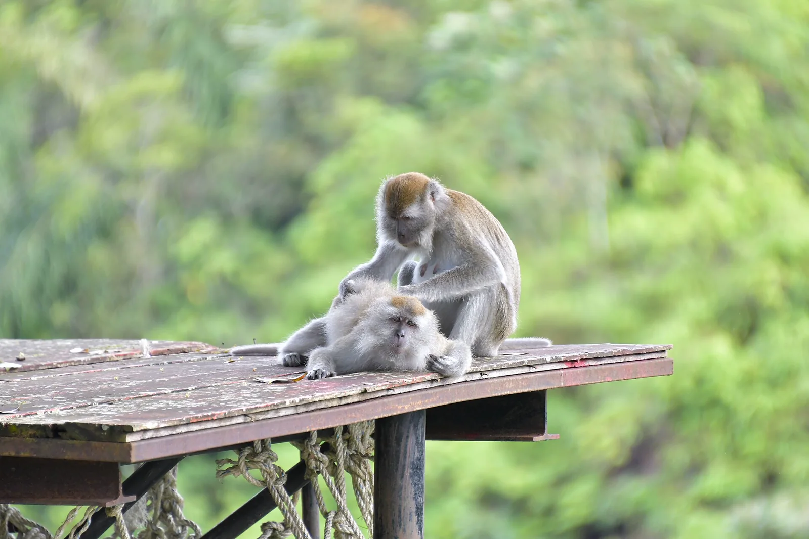 Two long-tailed macaques on a raised platform while one grooms the other's head and shoulders.