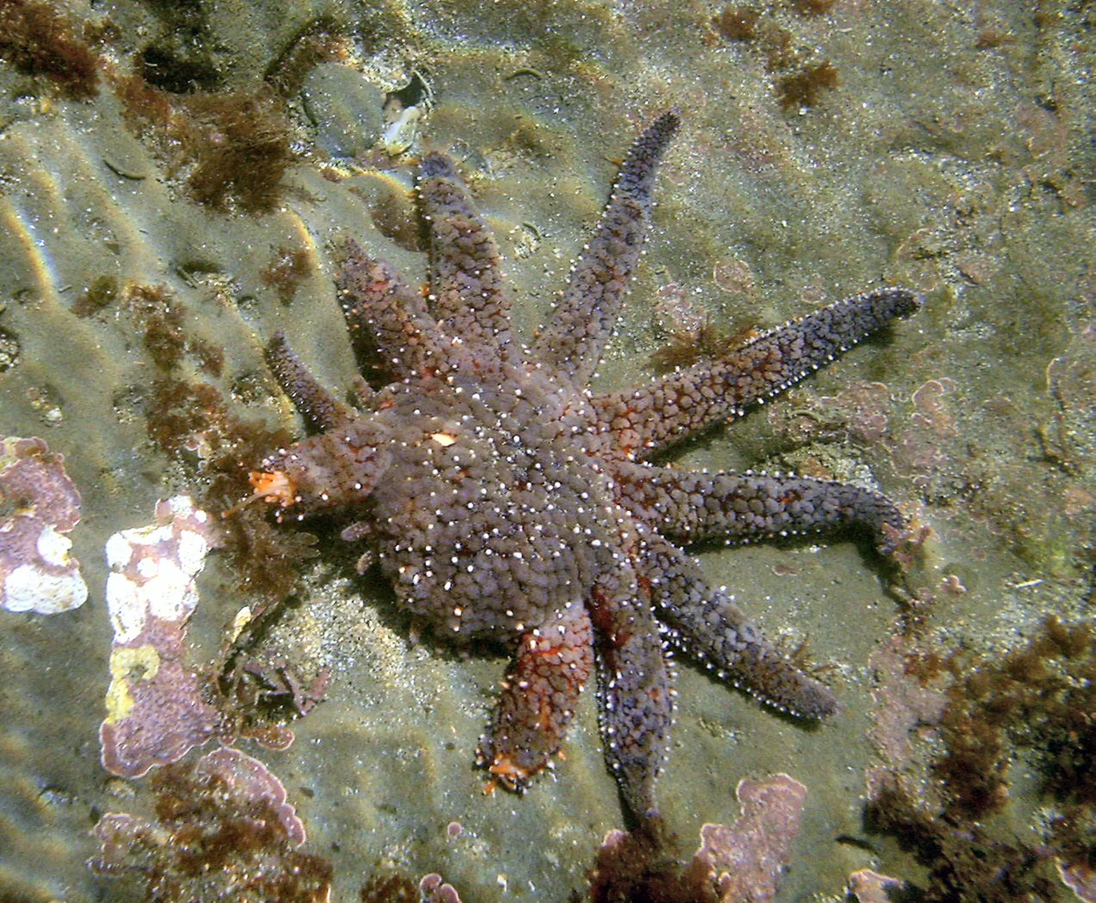 A sunflower sea star with several short new arms growing between longer surviving arms.