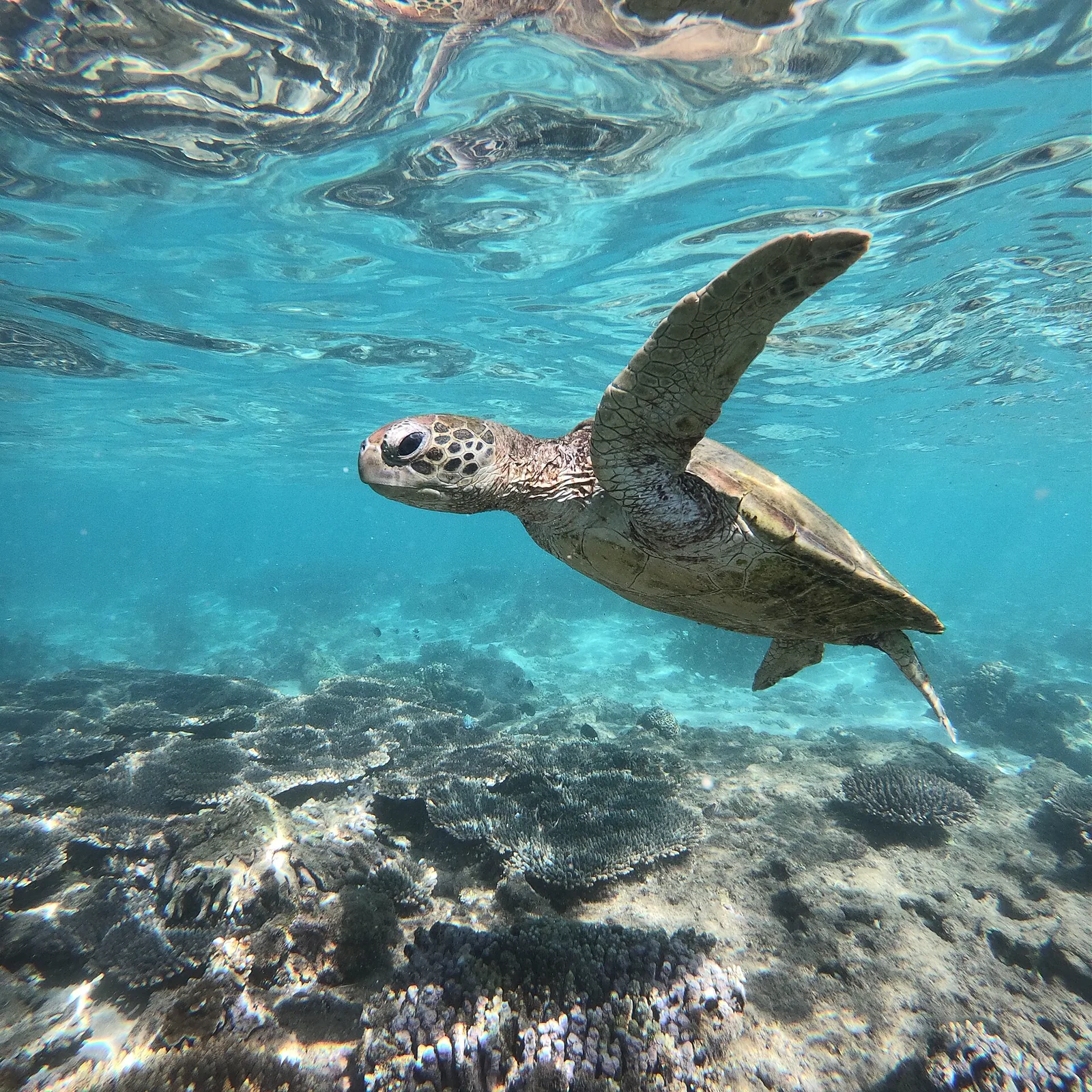 A sea turtle swimming above coral habitat on Ningaloo Reef in Western Australia.