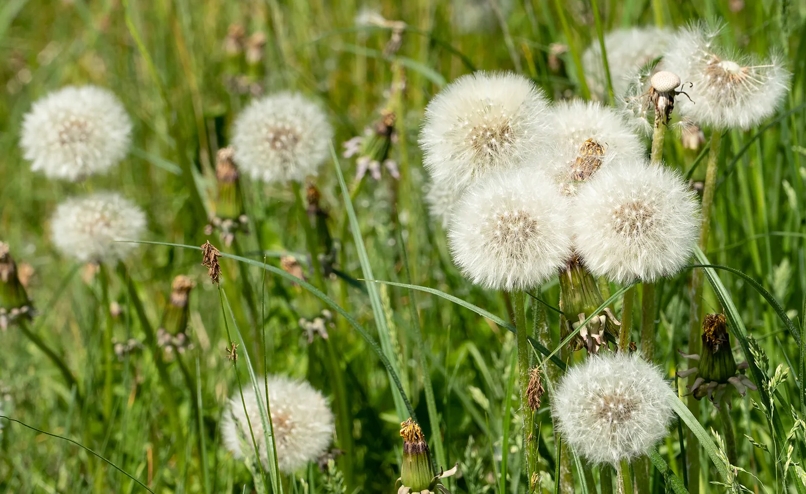 Dandelion seed heads carrying many parachute-like fruits in a meadow.