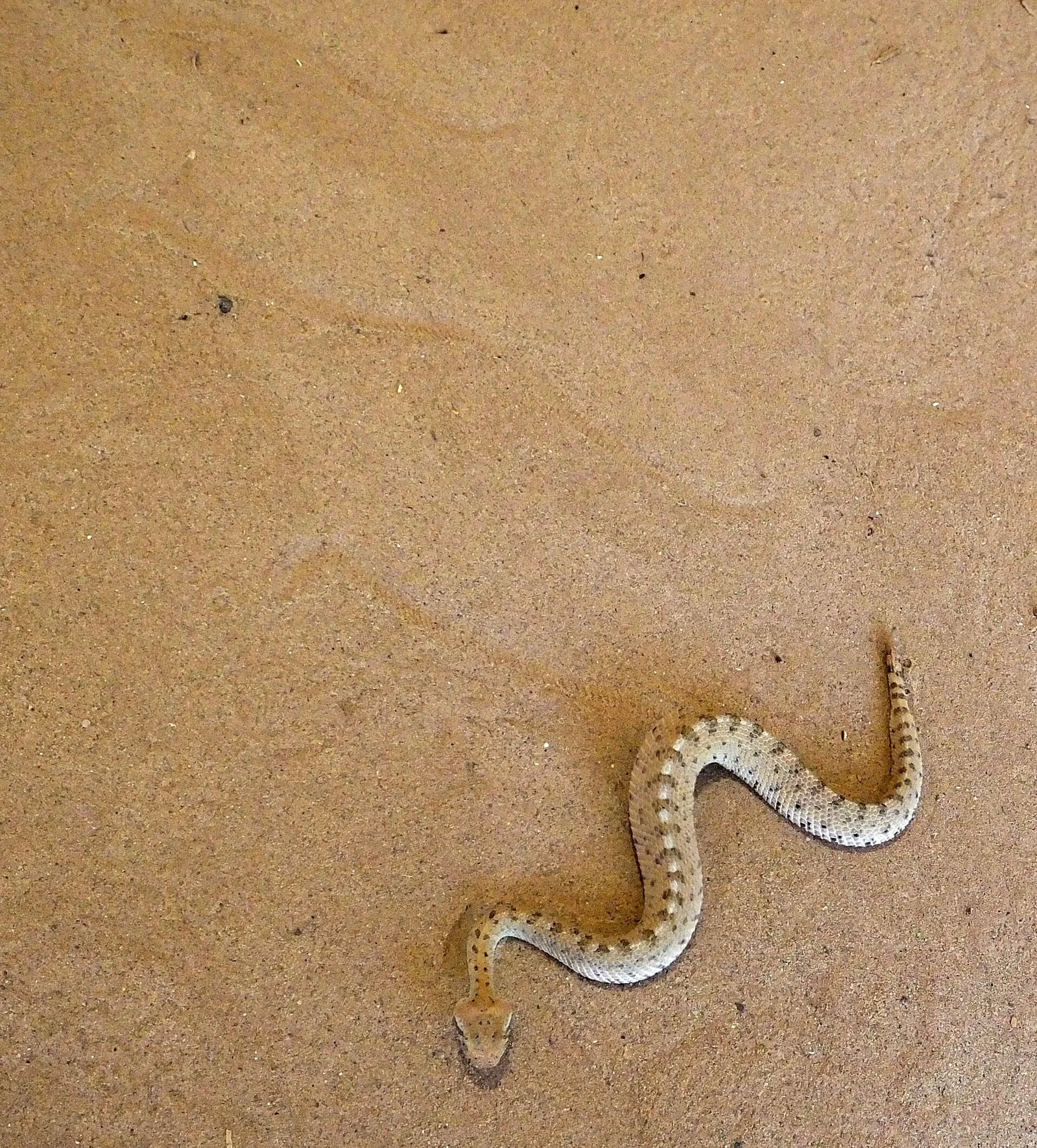 A neonate Colorado Desert sidewinder crossing sand in an S-curve, with separated tracks visible behind it.