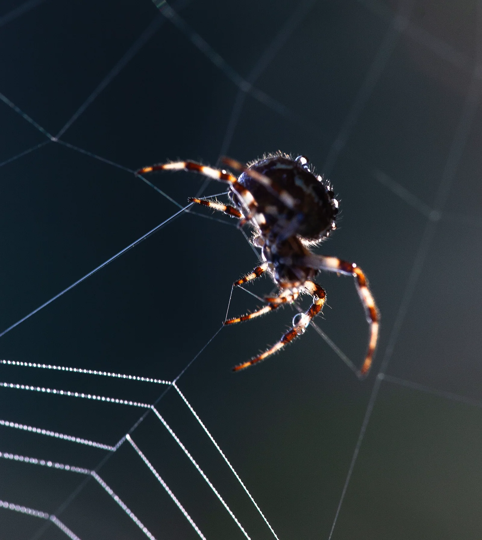 A European garden spider attaching silk while constructing a circular orb web between plants.