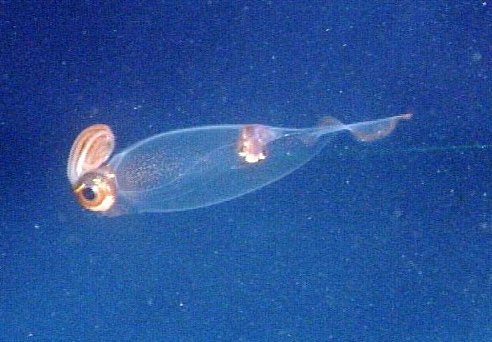 A small deep-sea squid suspended in dark water with mantle, fins, arms, and funnel visible.