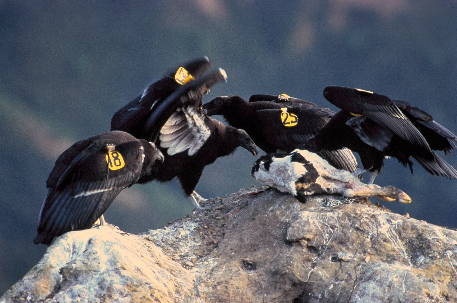 Two juvenile California condors standing together on a rocky ledge.