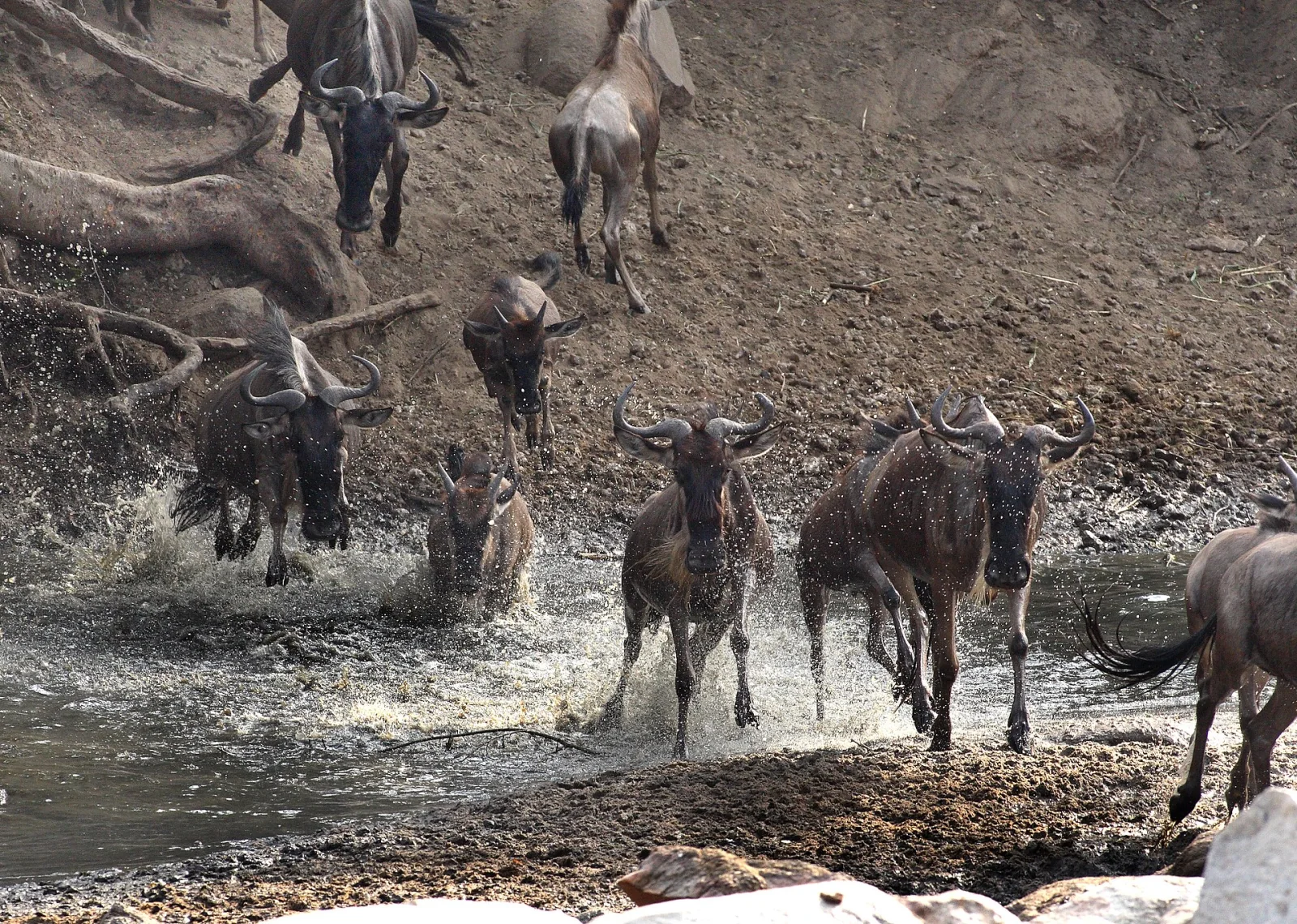 A dense herd of wildebeest crossing a river channel in the Serengeti.
