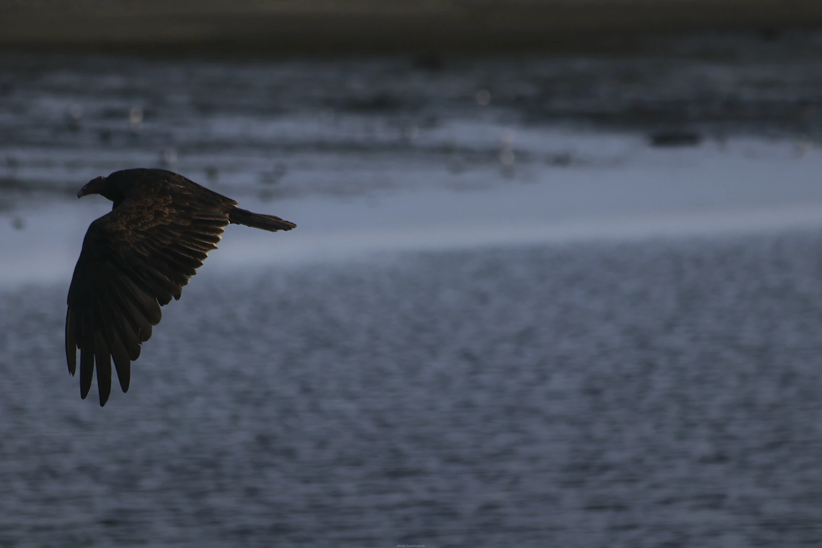 A dark turkey vulture flying low over gray-blue water with one broad wing fully spread.