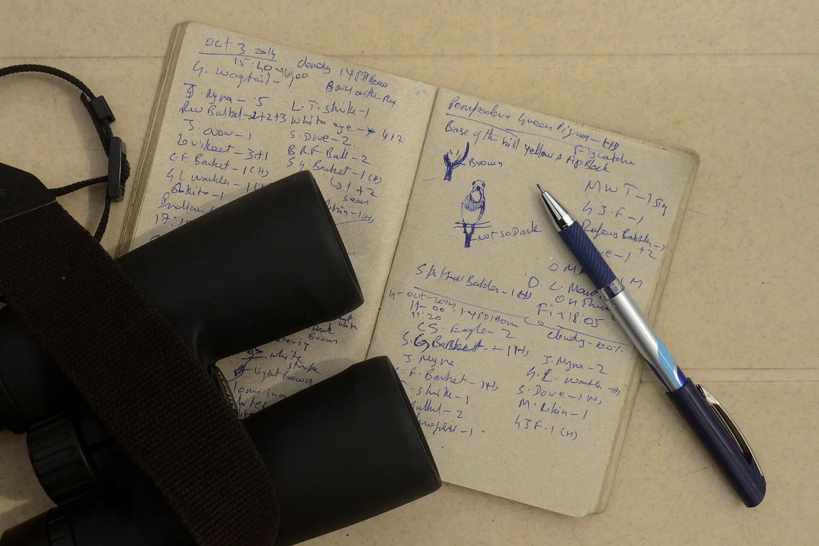 A birdwatcher raising binoculars beside a field notebook during a survey walk.