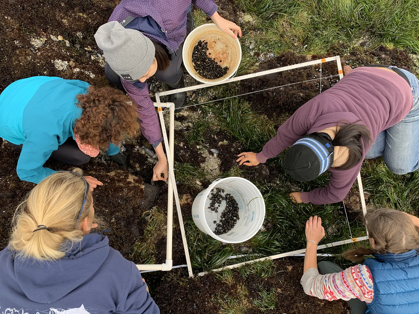Five field researchers recording observations along a tape transect on a rocky shore.