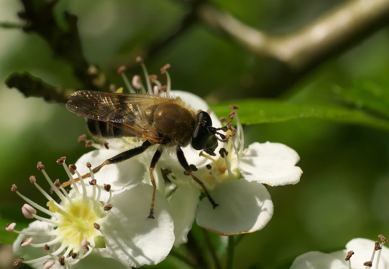 A furry honey-bee mimic hoverfly feeding on white flowers.