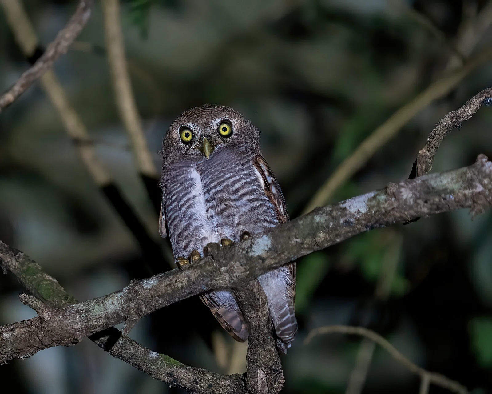 An owl perched in a tree at night in the Western Ghats of India.
