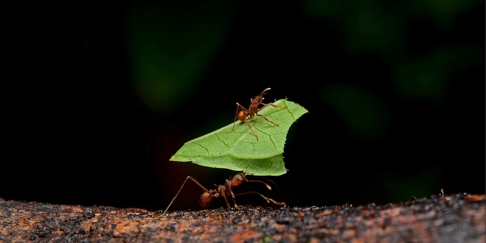 Two leafcutter ants on rough bark, one carrying a broad green leaf fragment.