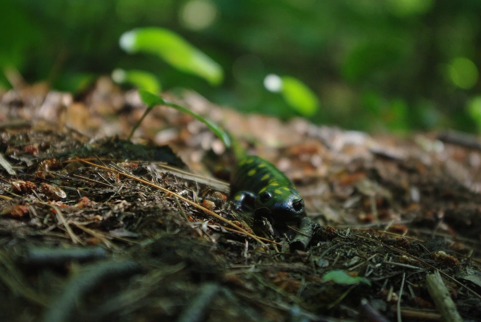 An adult spotted salamander moving across damp forest ground in Ontario.
