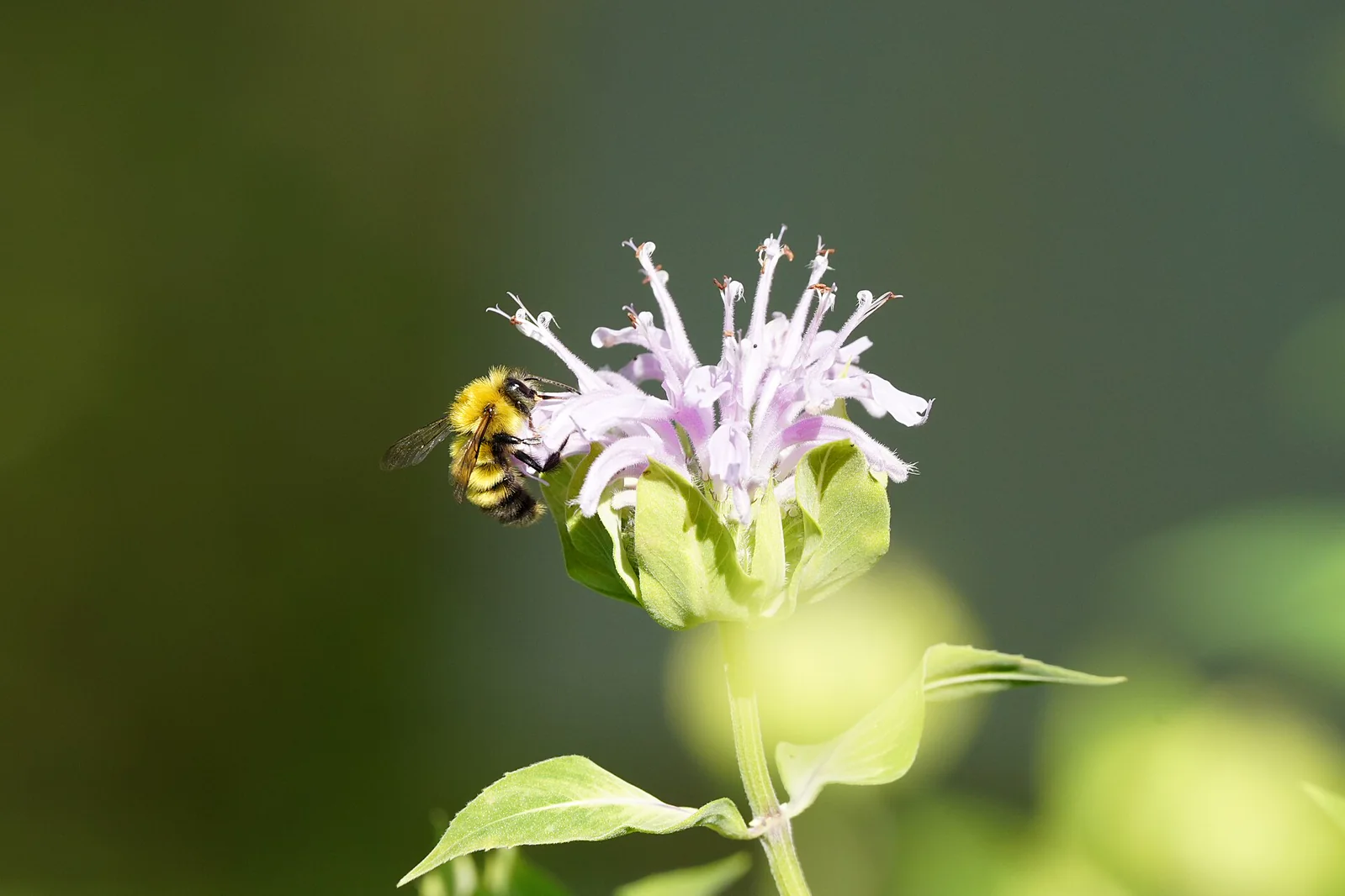 Confusing bumble bee feeding from purple wild bergamot flowers in Minnesota.