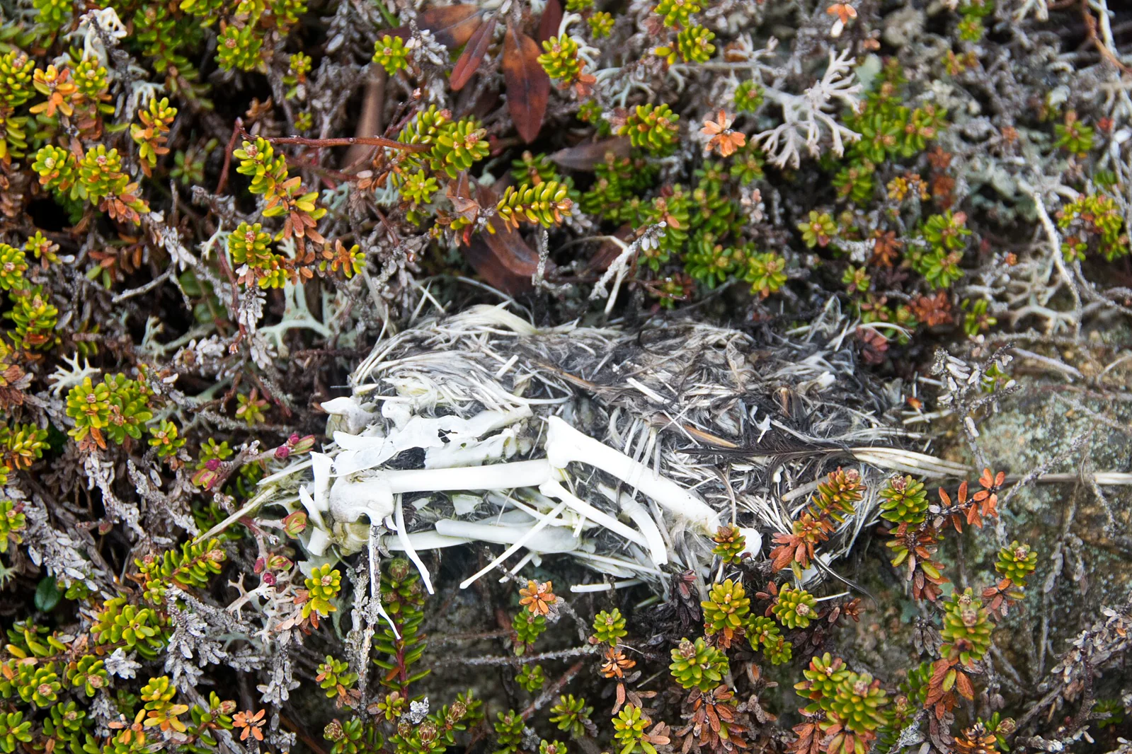 A weathered owl pellet with exposed bones and matted prey remains among low plants.