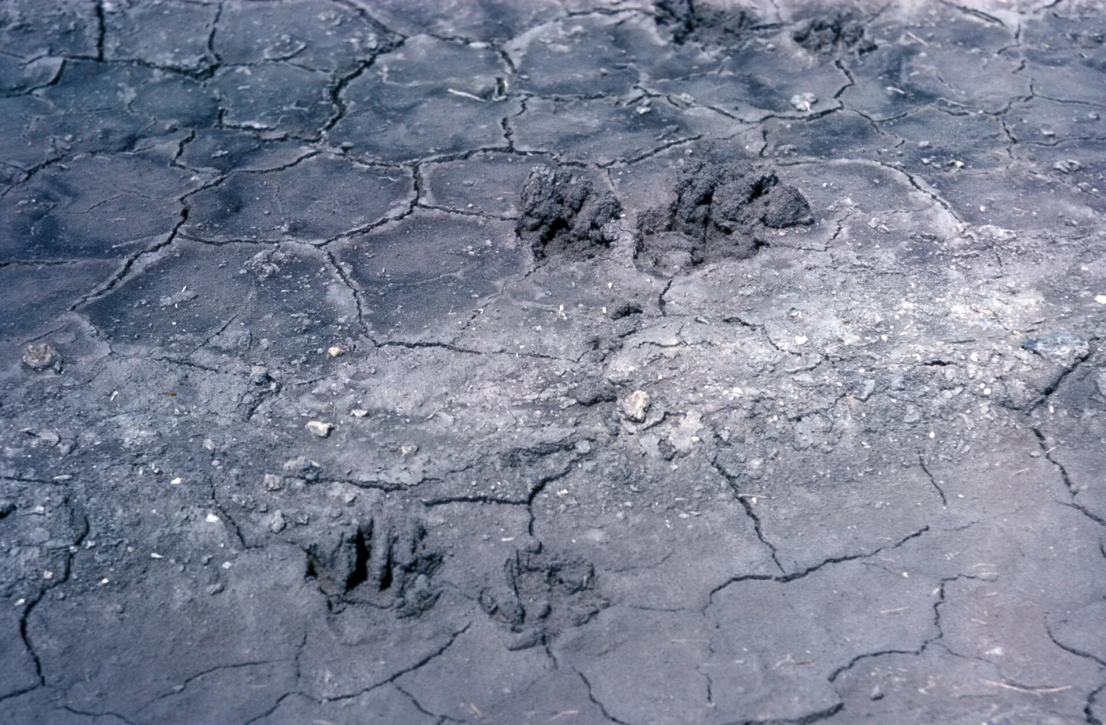 Hand-like raccoon prints with long, splayed toes pressed into pale, cracked marl mud.