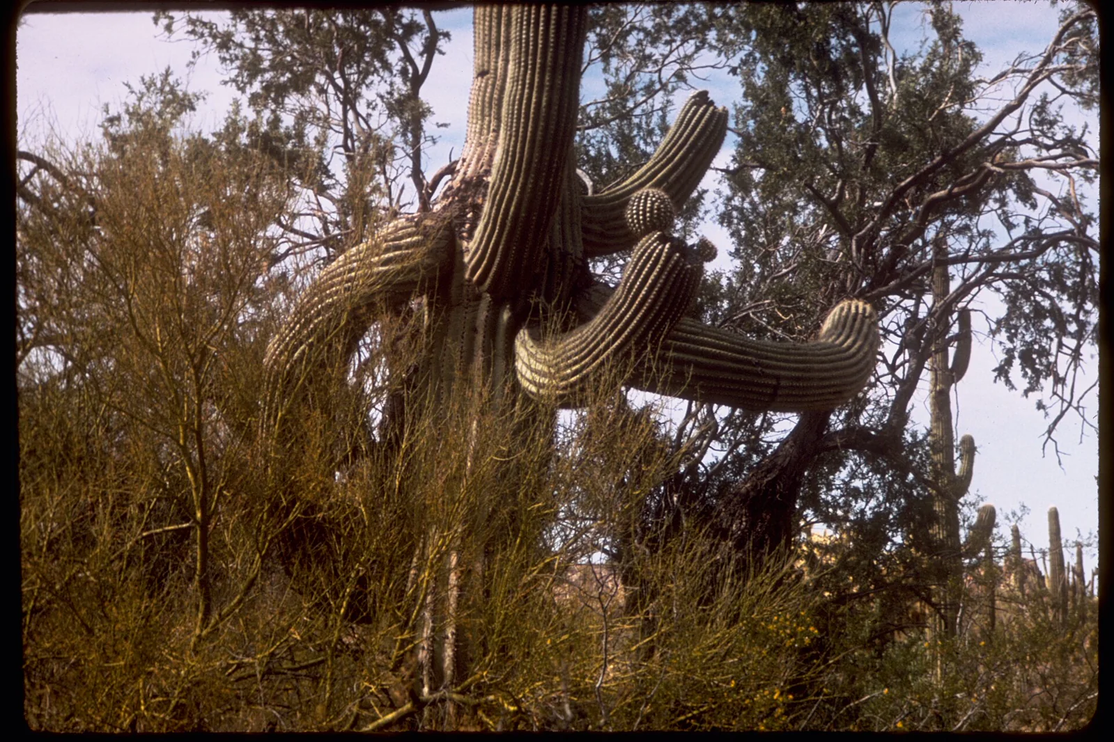 A many-armed saguaro rises above dense Sonoran Desert shrubs and cacti.