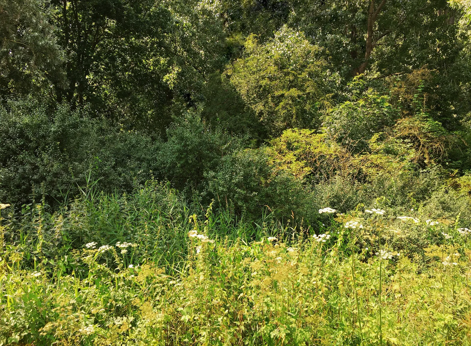 A forest edge grading from low herbs through shrubs into mature trees.