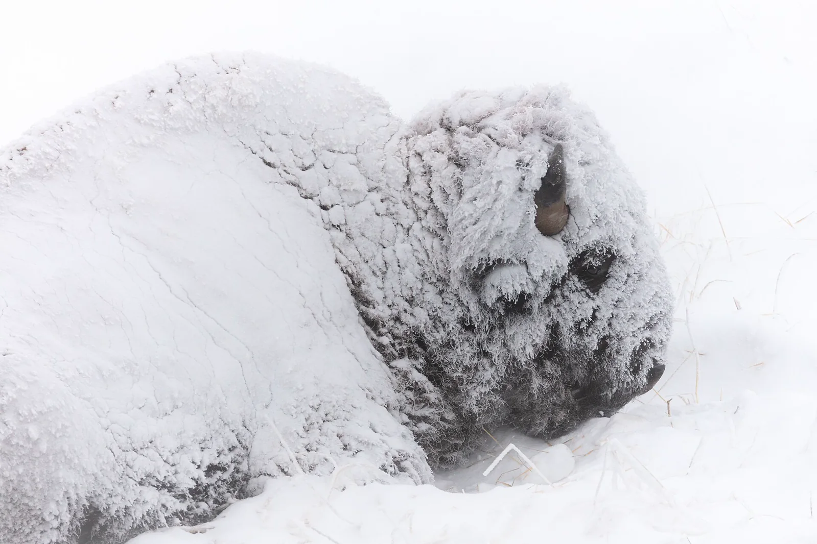 A bison resting while windblown snow gathers across its dark coat.