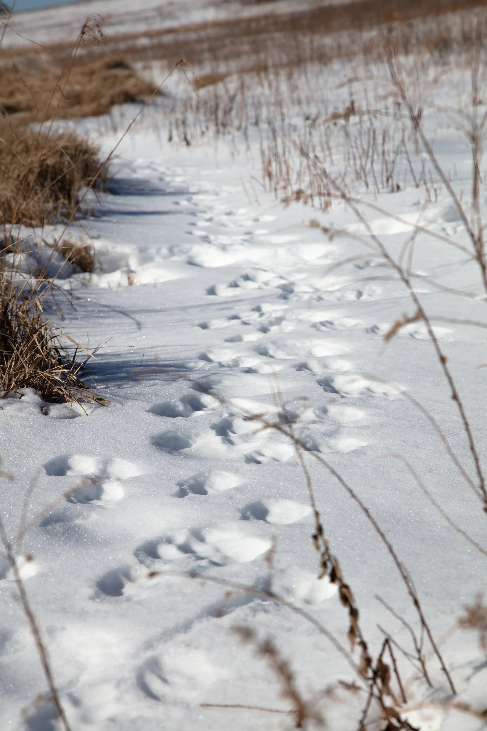 A single-file line of small red fox tracks stepping neatly across fresh snow between dry grass.