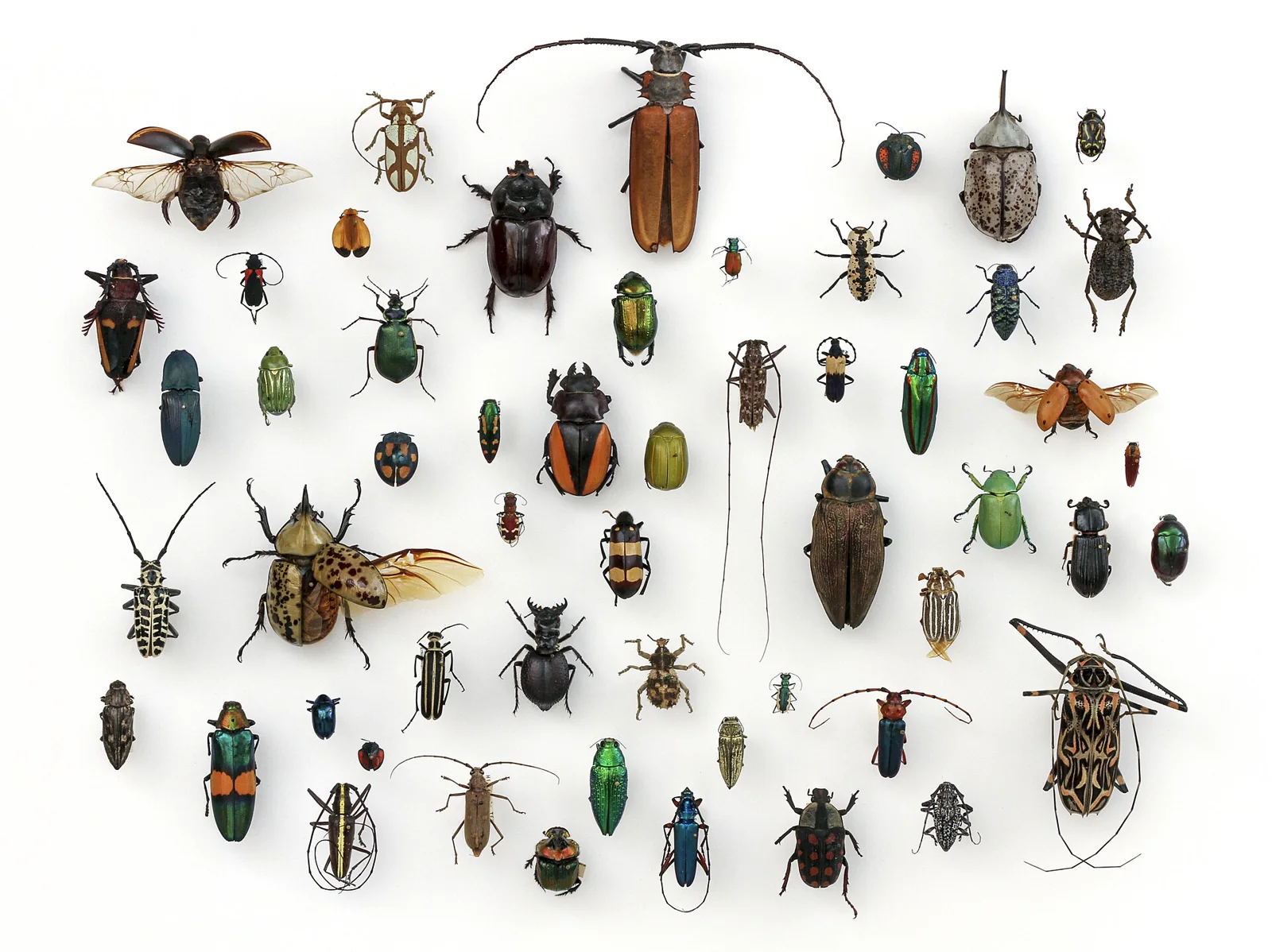 Rows of varied beetle specimens arranged in a university insect collection.