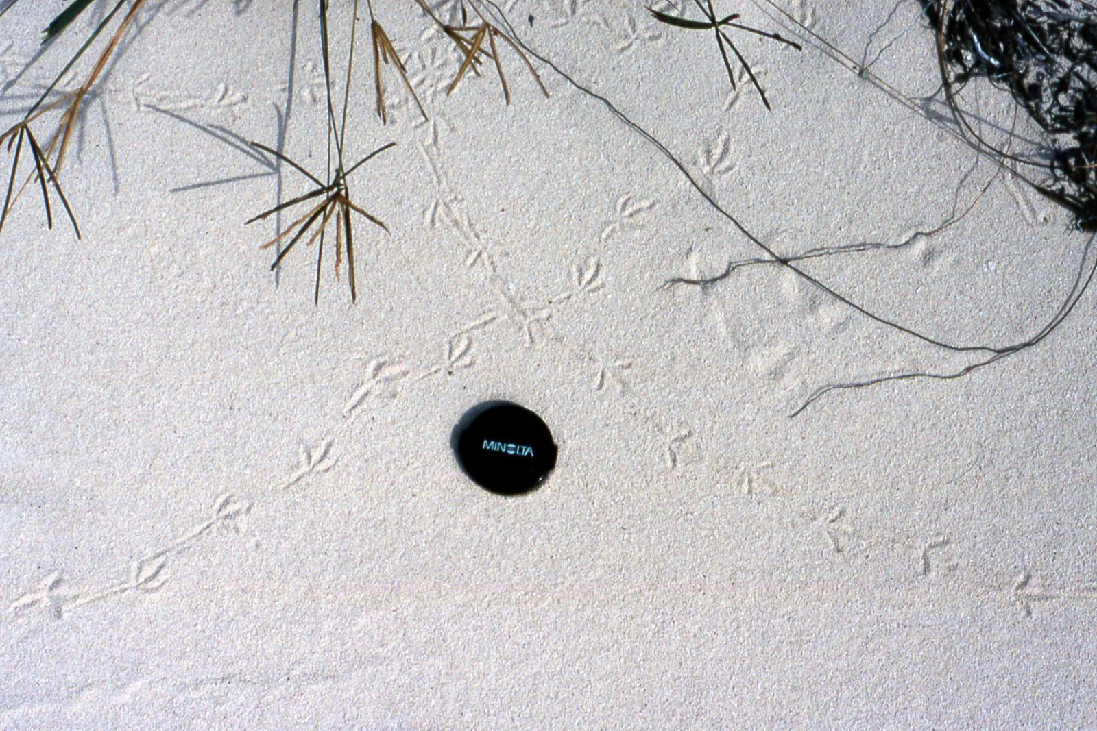 Three-toed shorebird tracks stitched across pale beach sand, a round lens cap set down for scale.