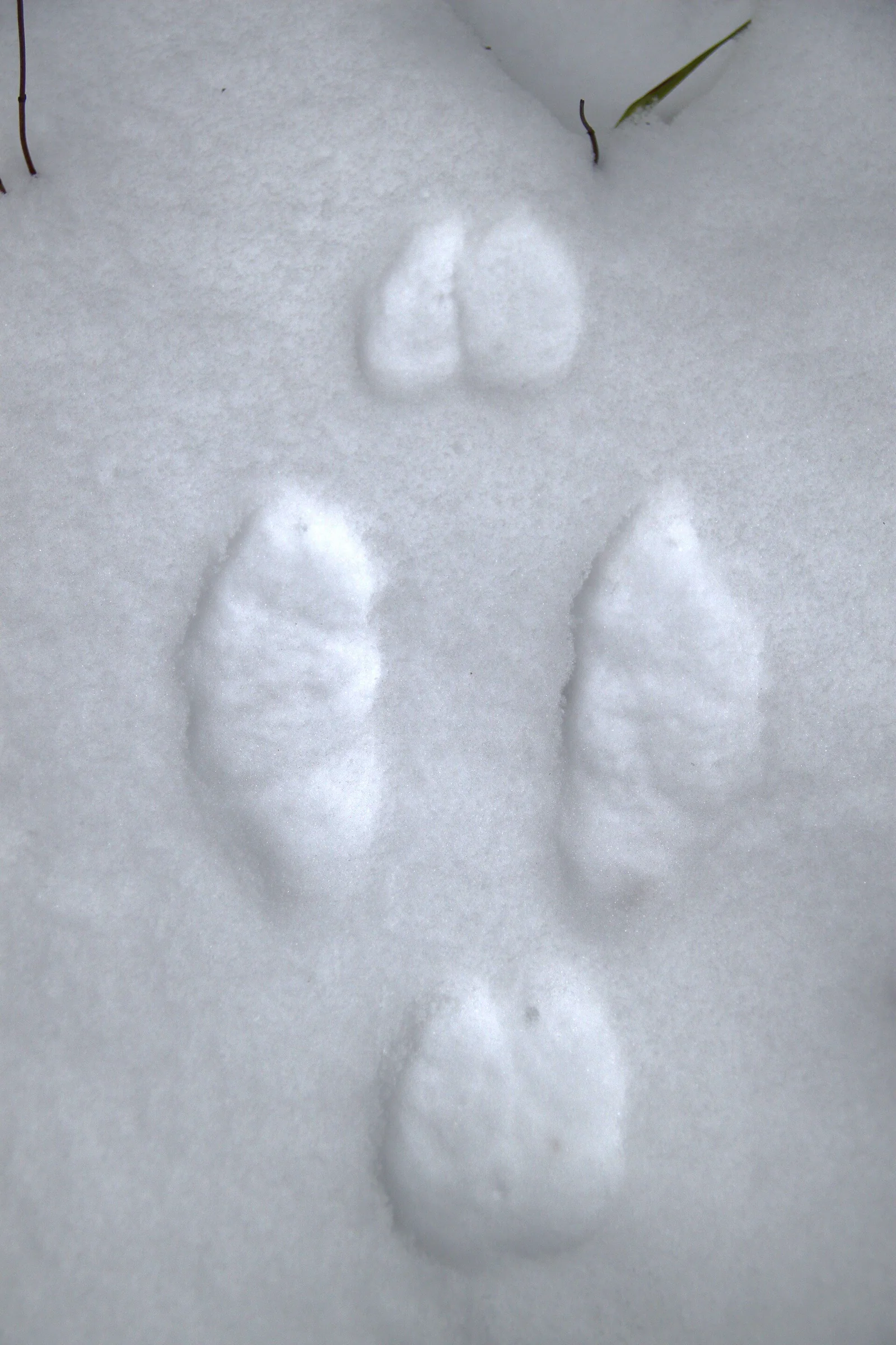 Snowshoe hare tracks forming repeating groups in fresh snow at a wildlife refuge.