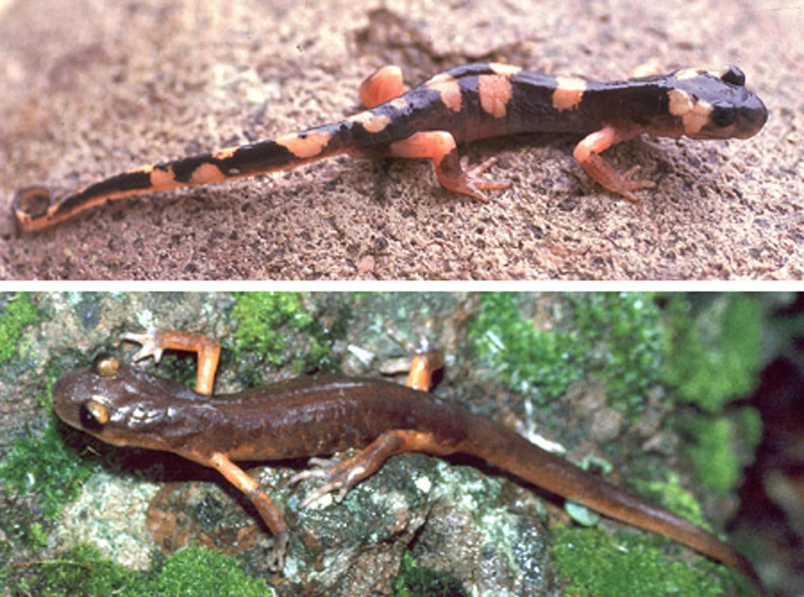 Two differently patterned Ensatina salamanders shown together in a ring-species comparison.