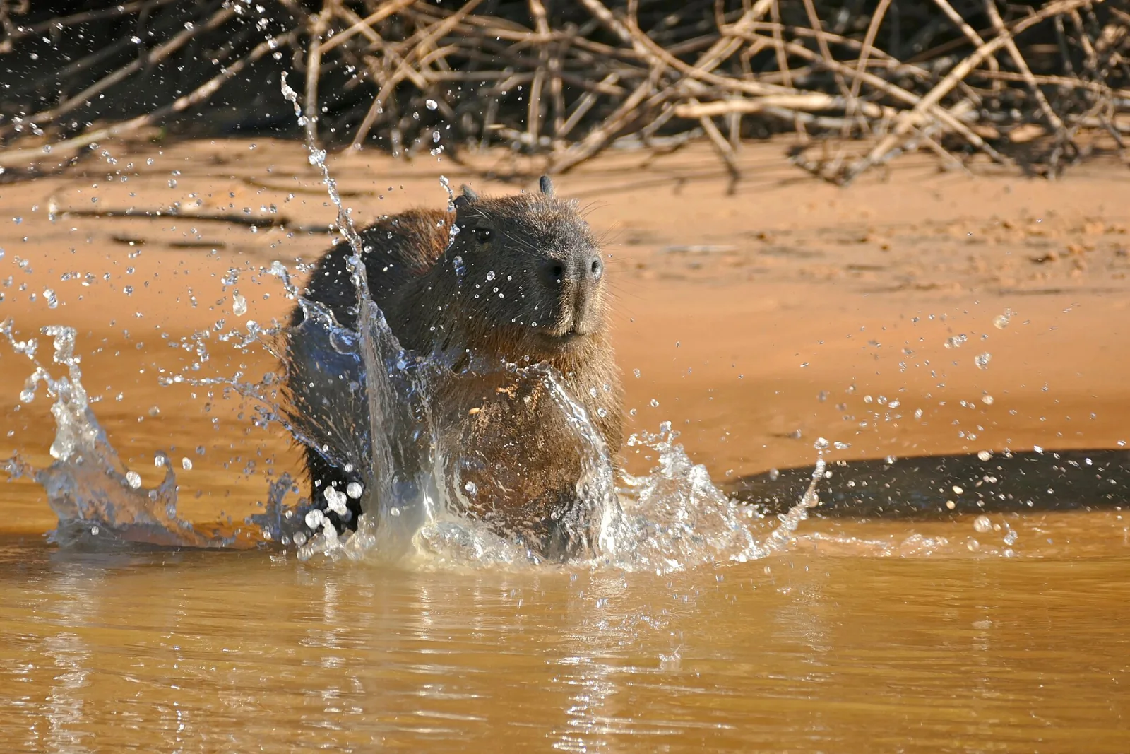A capybara entering shallow river water, sending up spray around its blunt muzzle.