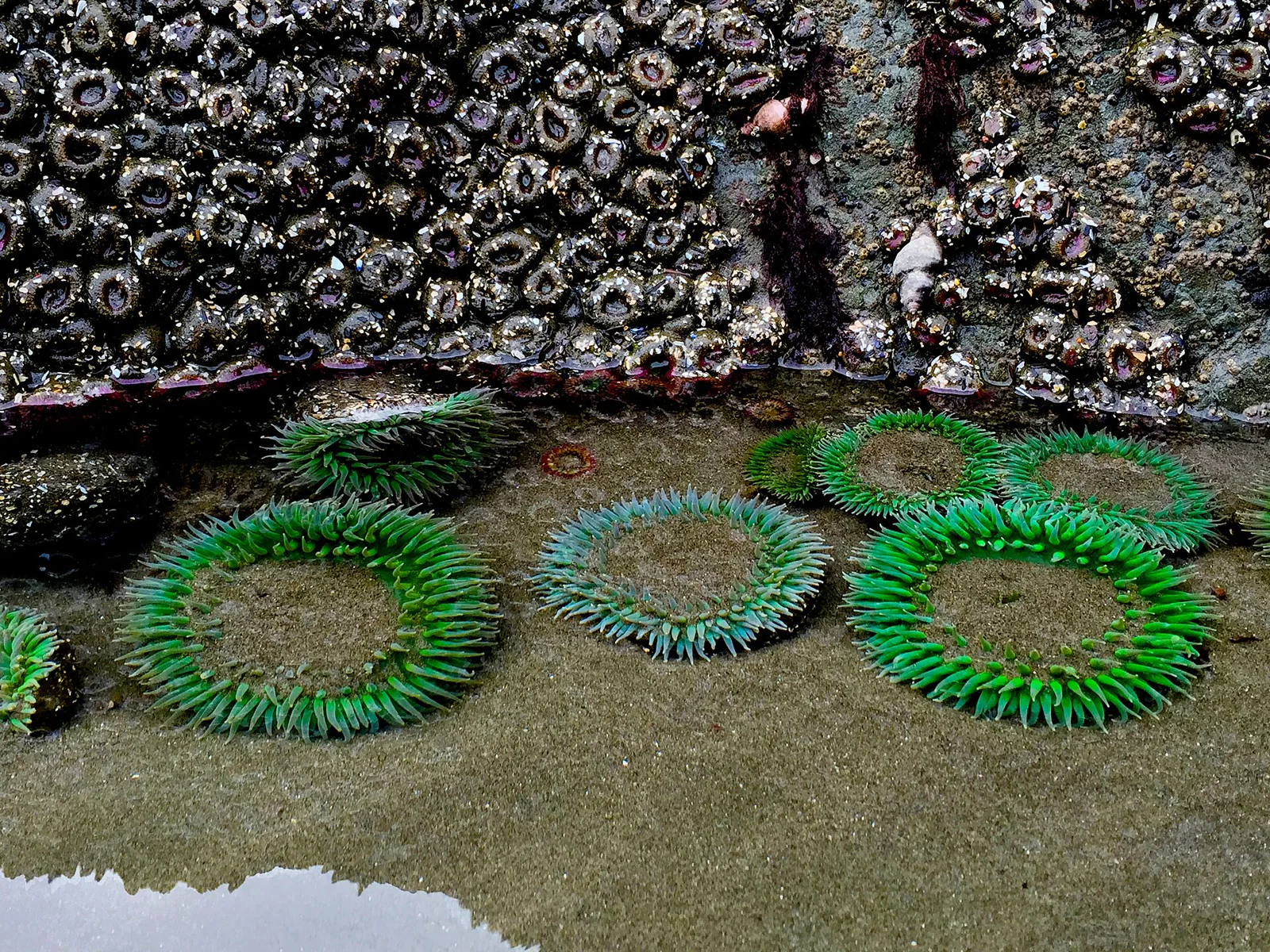 A rocky tide pool filled with seawater at Olympic Coast National Marine Sanctuary.