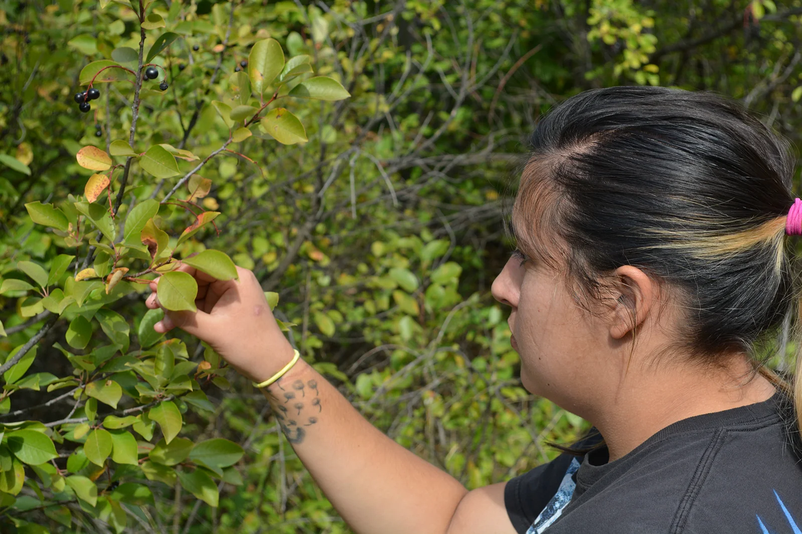 A field botanist examining the leaves and fruit of a shrub outdoors.