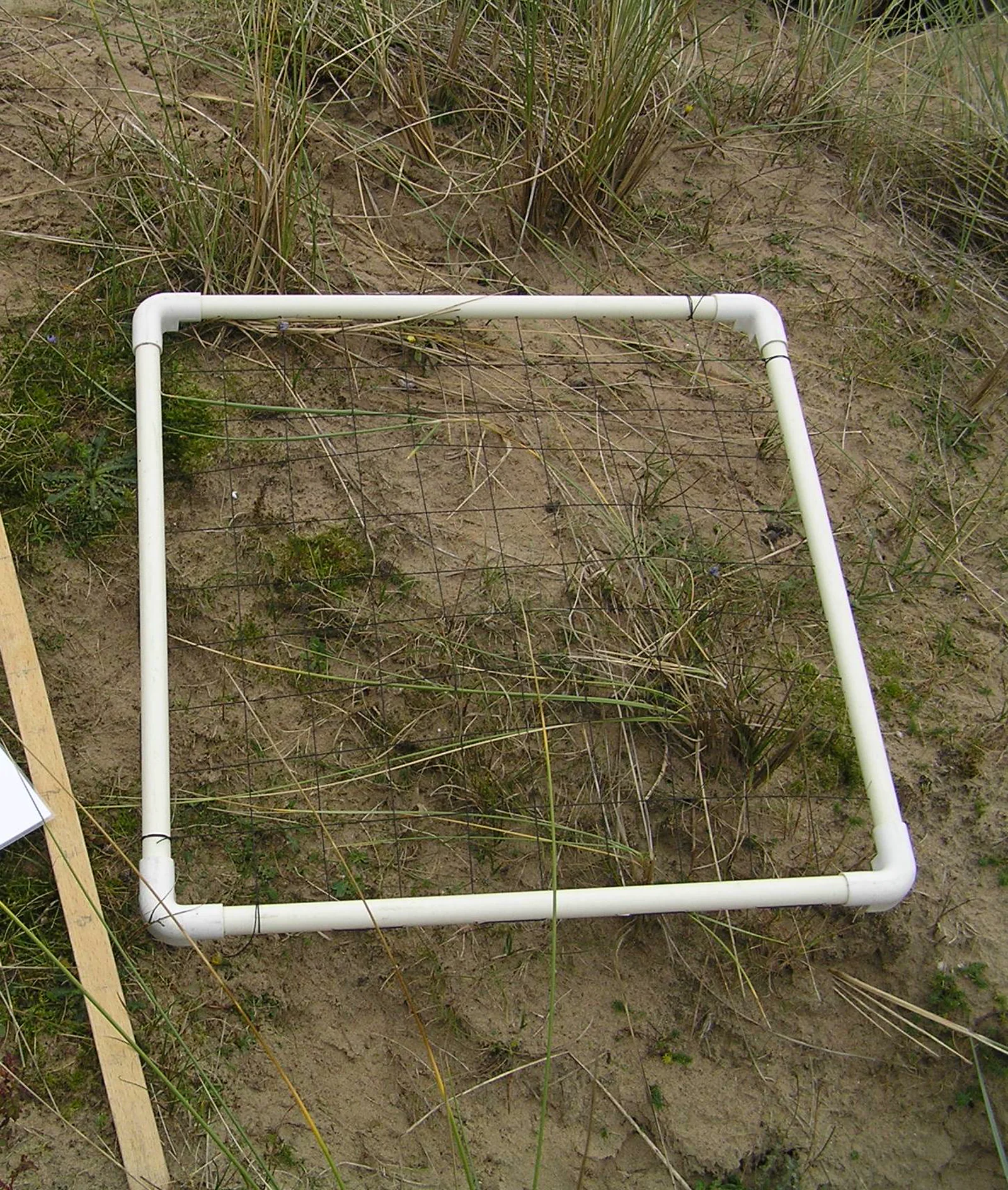 A square quadrat frame laid across sparse vegetation and patches of bare sandy ground.