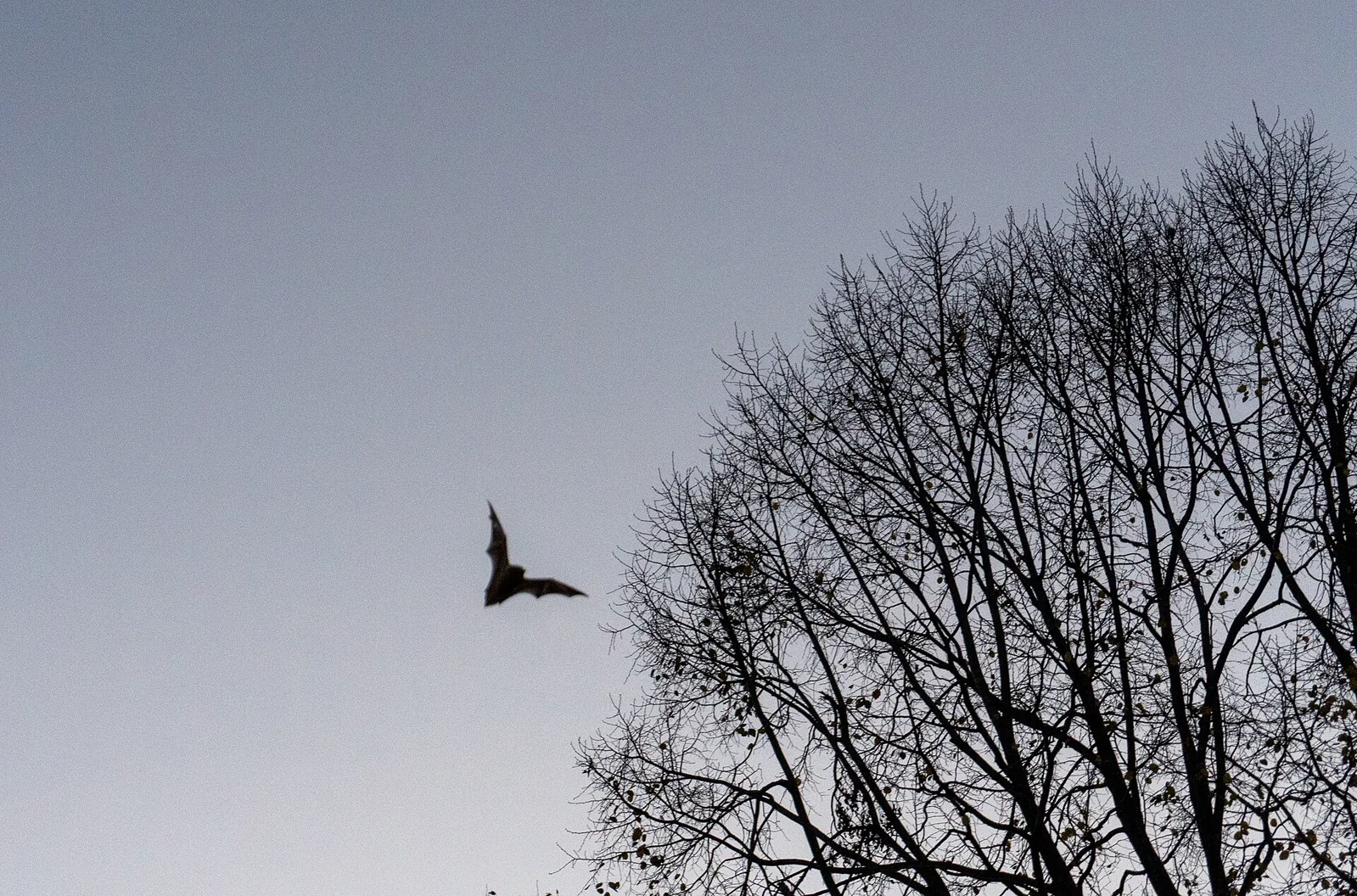 A bat flying in silhouette beside leafless trees at dusk.