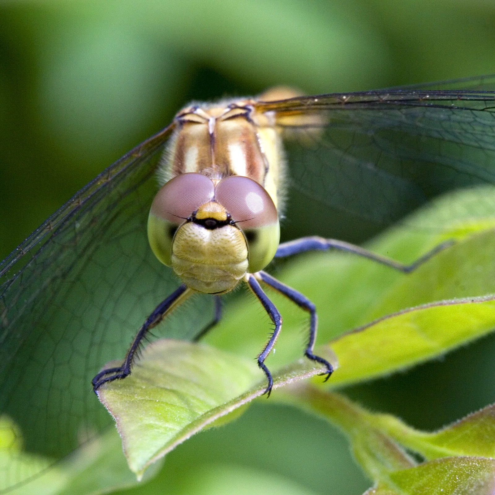 A front-facing dragonfly perched on a green leaf in close-up.
