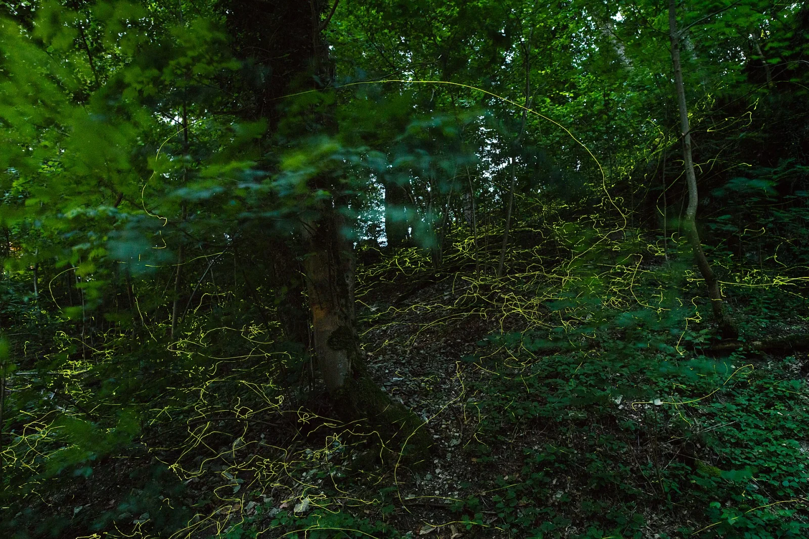 Long-exposure photograph of glow-worm light trails drifting through a dark forest.