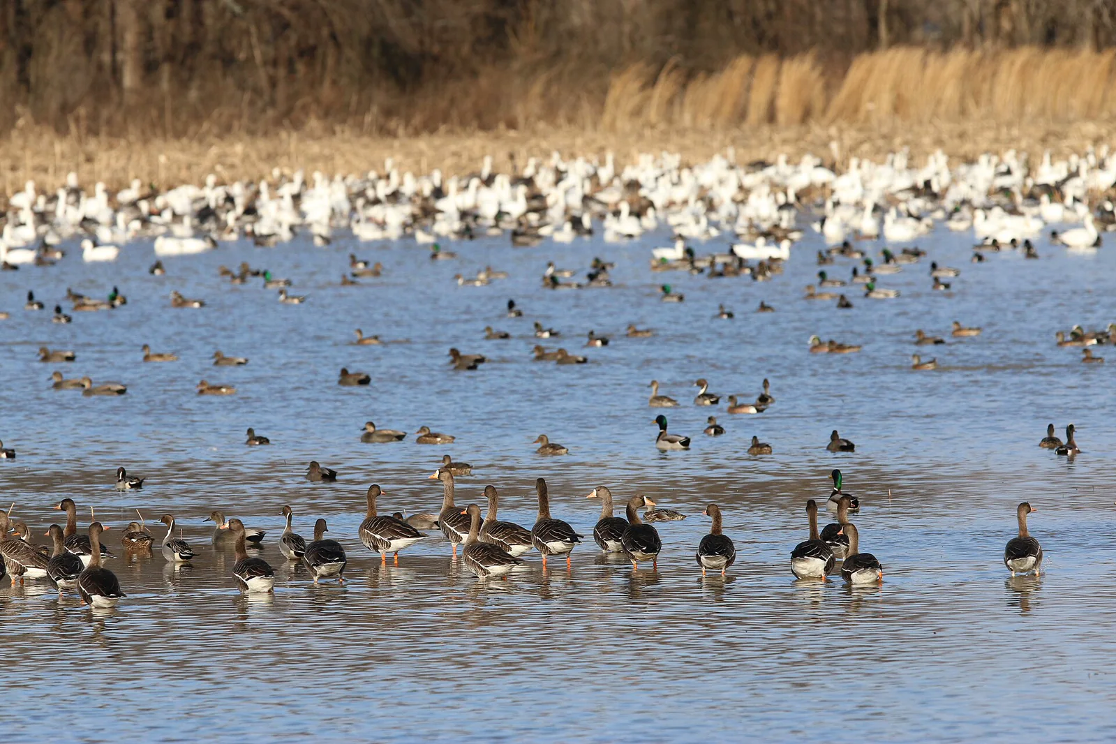 Several kinds of waterfowl gathered in a mixed flock on open water.