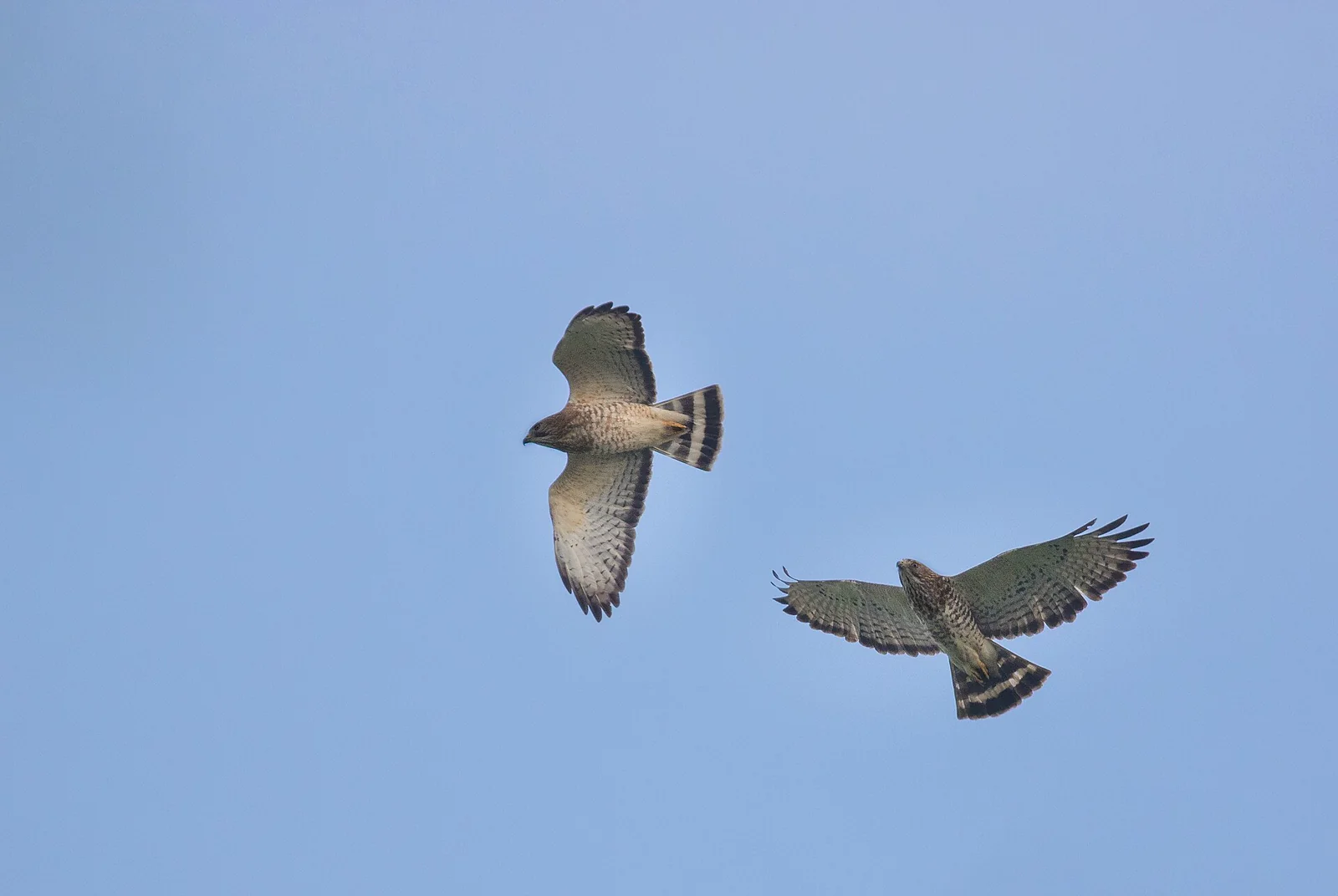 Two broad-winged hawks in flight against a blue sky.