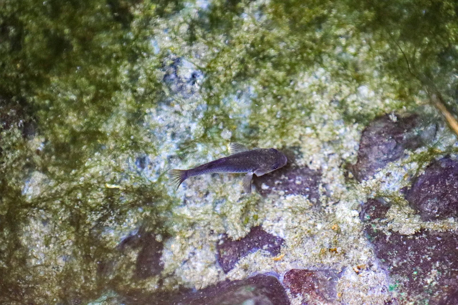 Small blue Devils Hole pupfish swimming above pale stones in clear water.