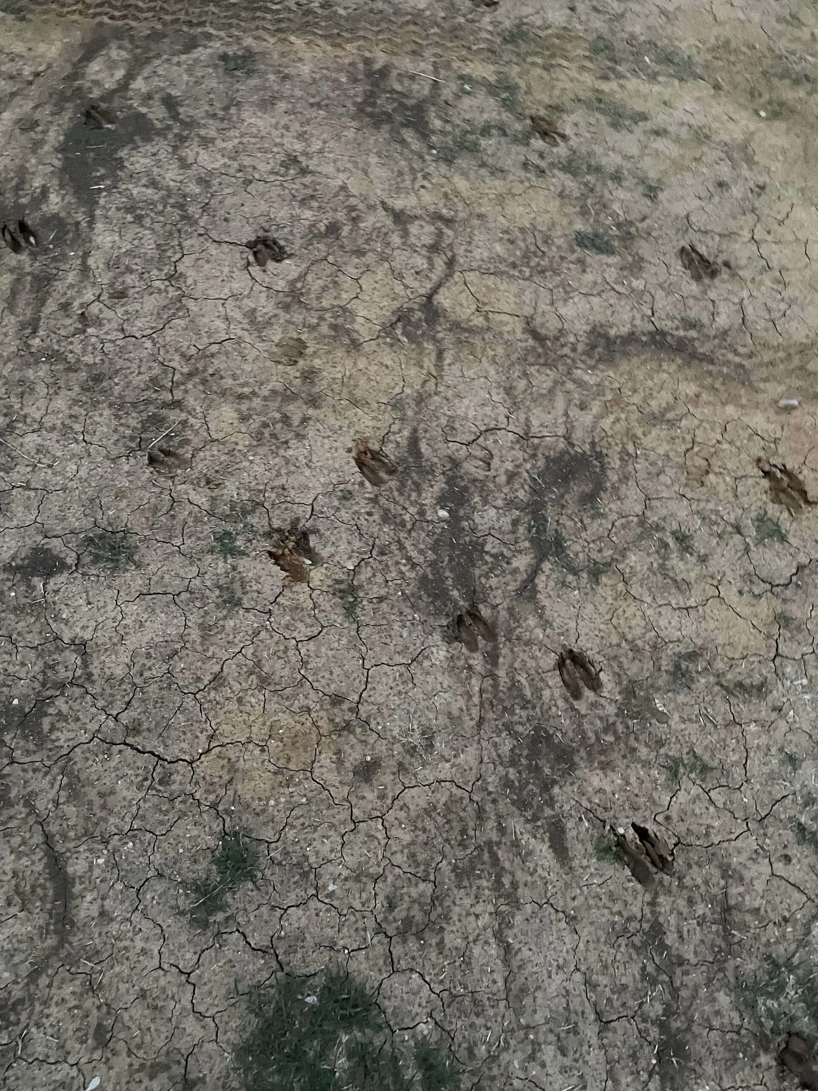 A trail of split-heart deer hoof prints crossing cracked, dried mud.