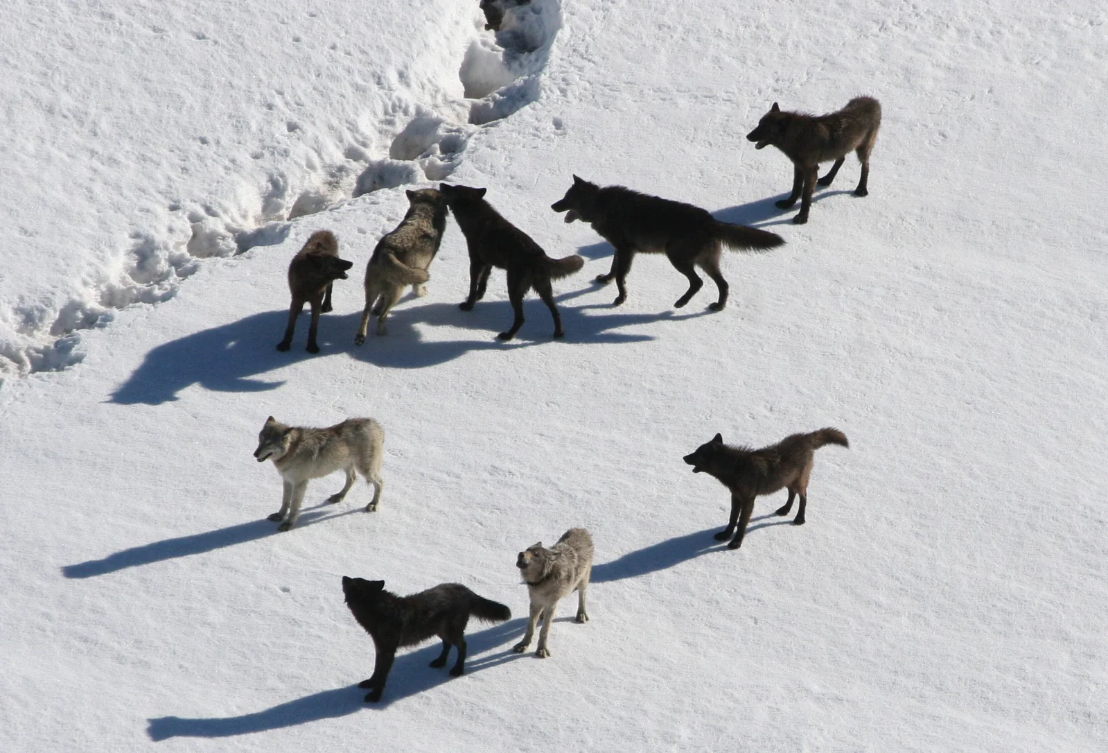 Several members of a wolf pack pausing together on a snowy Yellowstone slope.