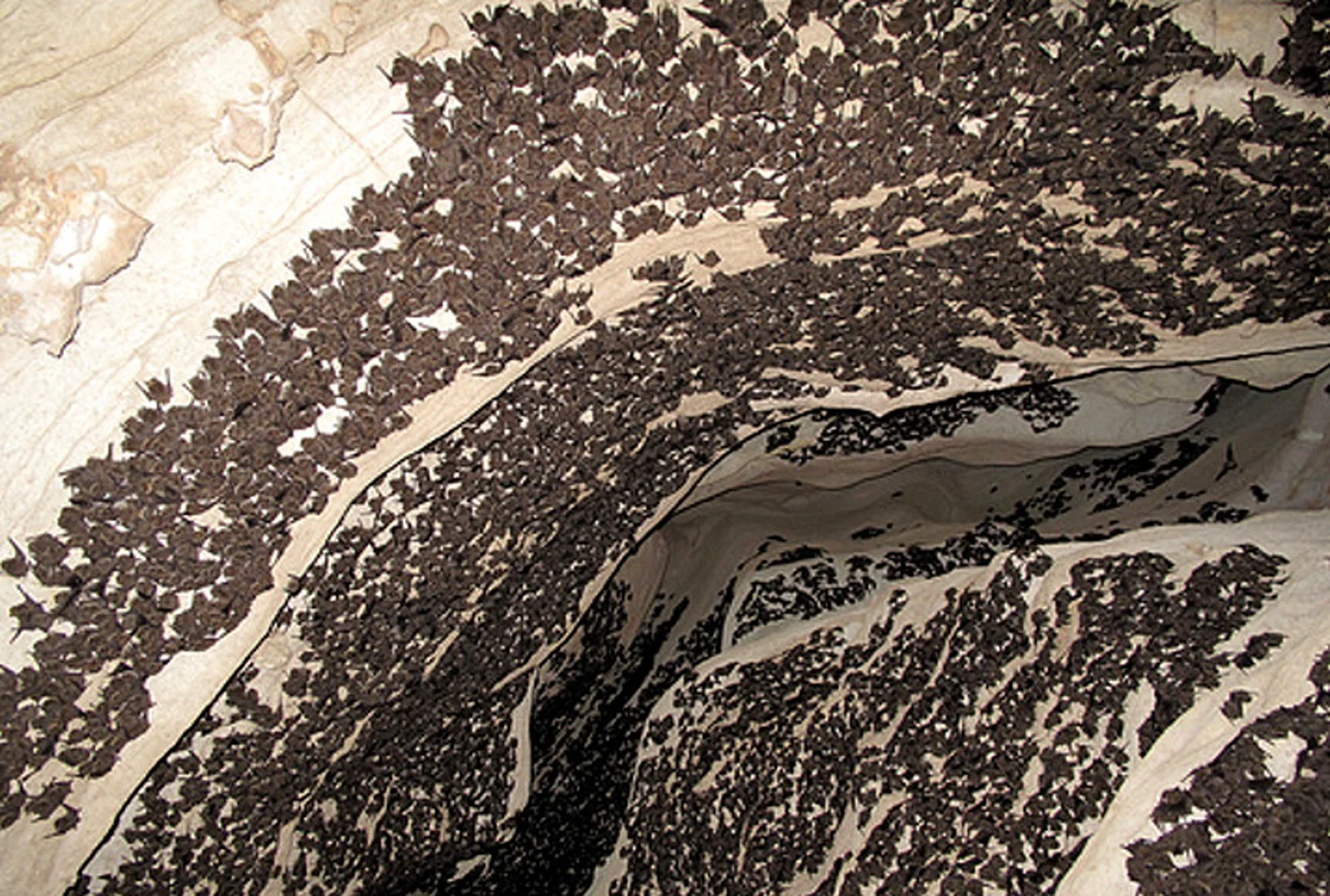 A dense wintering colony of gray bats clustered across the roof of a cave.