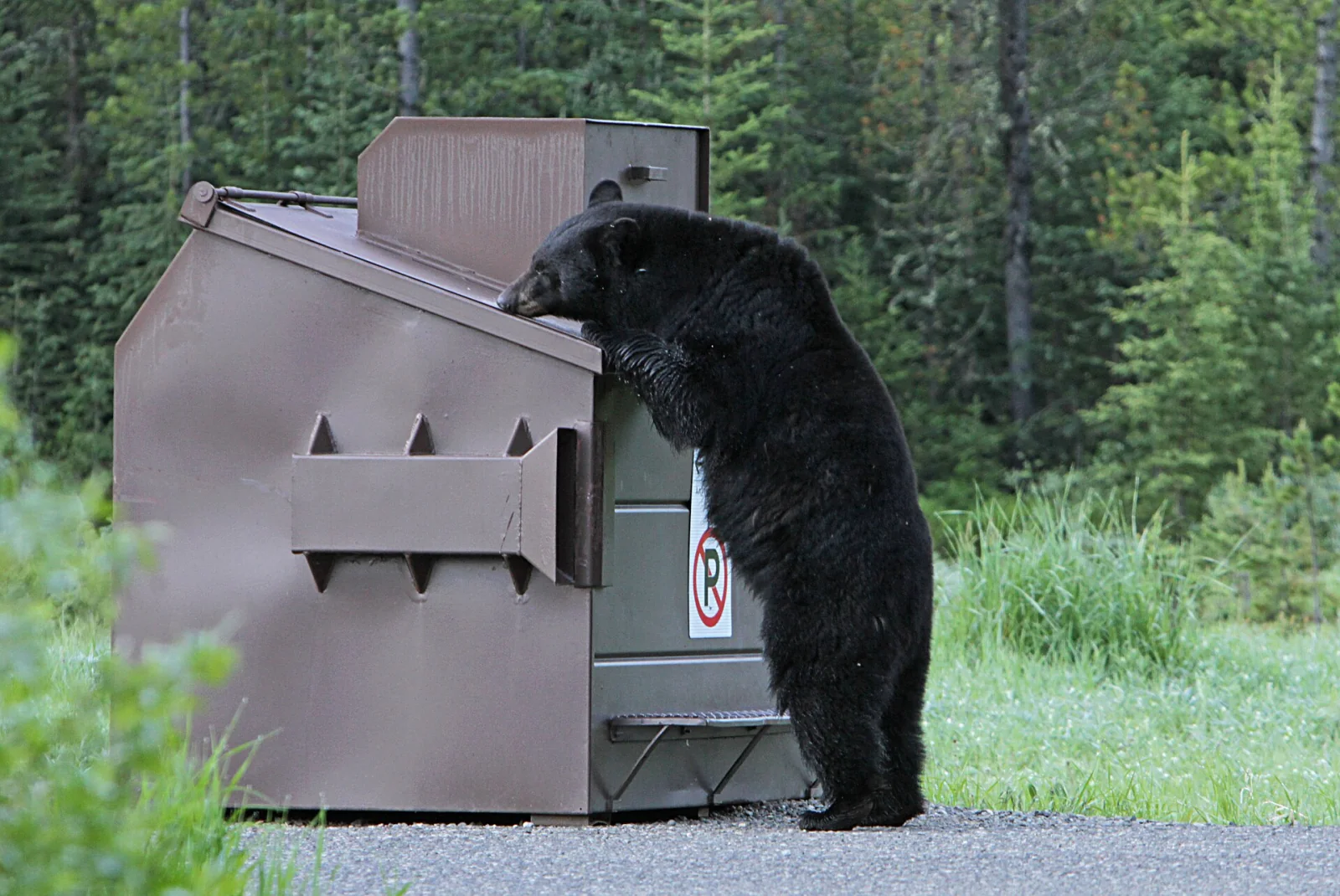 A black bear sniffing at a metal rubbish dumpster beside a wooded roadside.